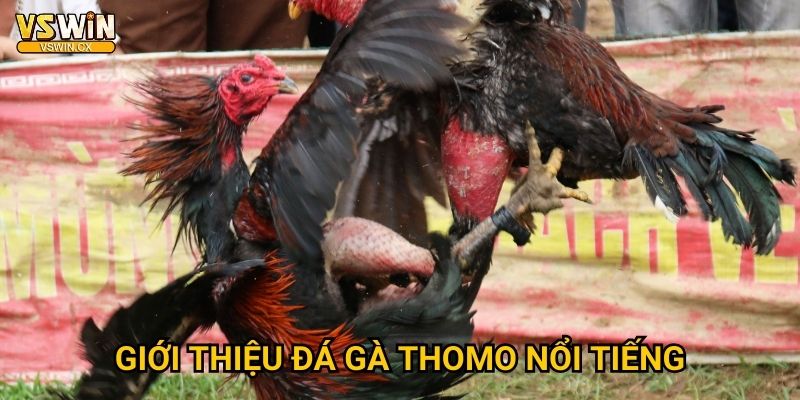 Đá gà Thomo Vswin - Võ đài truyền thống Việt Nam 2 Giới thiệu đá gà Thomo nổi tiếng