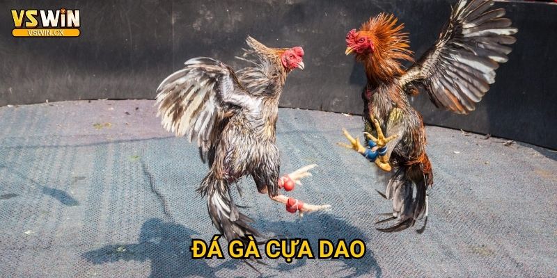 Đá gà cựa dao Vswin - Thanh kiếm mini sắc lẻm 1 Đá gà cựa dao Vswin - Thanh kiếm mini sắc lẻm