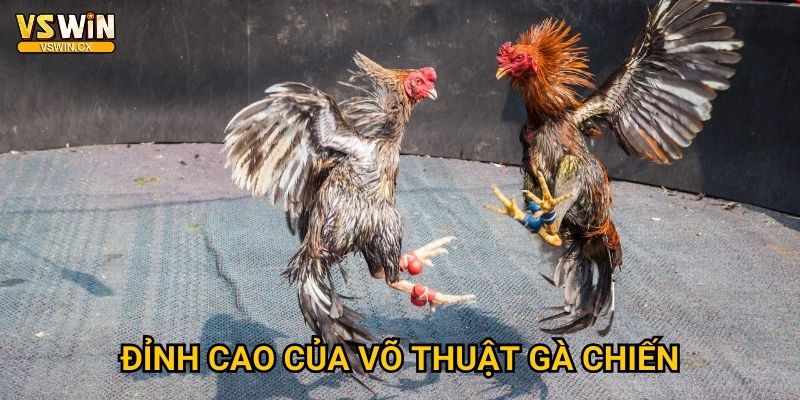 Đá gà cựa dao Vswin - Thanh kiếm mini sắc lẻm 2 Đỉnh cao của võ thuật gà chiến