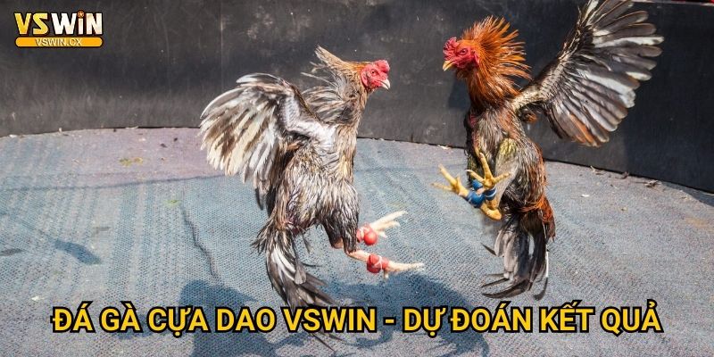 Đá gà cựa dao Vswin - Thanh kiếm mini sắc lẻm 3 Đá gà cựa dao Vswin - Dự đoán kết quả