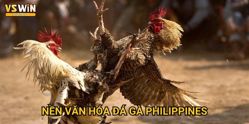 Đá gà Philippines Vswin - Truyền thống Sabong nổi tiếng 2 Nền văn hóa đá gà Philippines