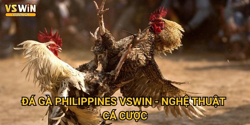 Đá gà Philippines Vswin - Truyền thống Sabong nổi tiếng 3 Đá gà Philippines Vswin - Nghệ thuật cá cược